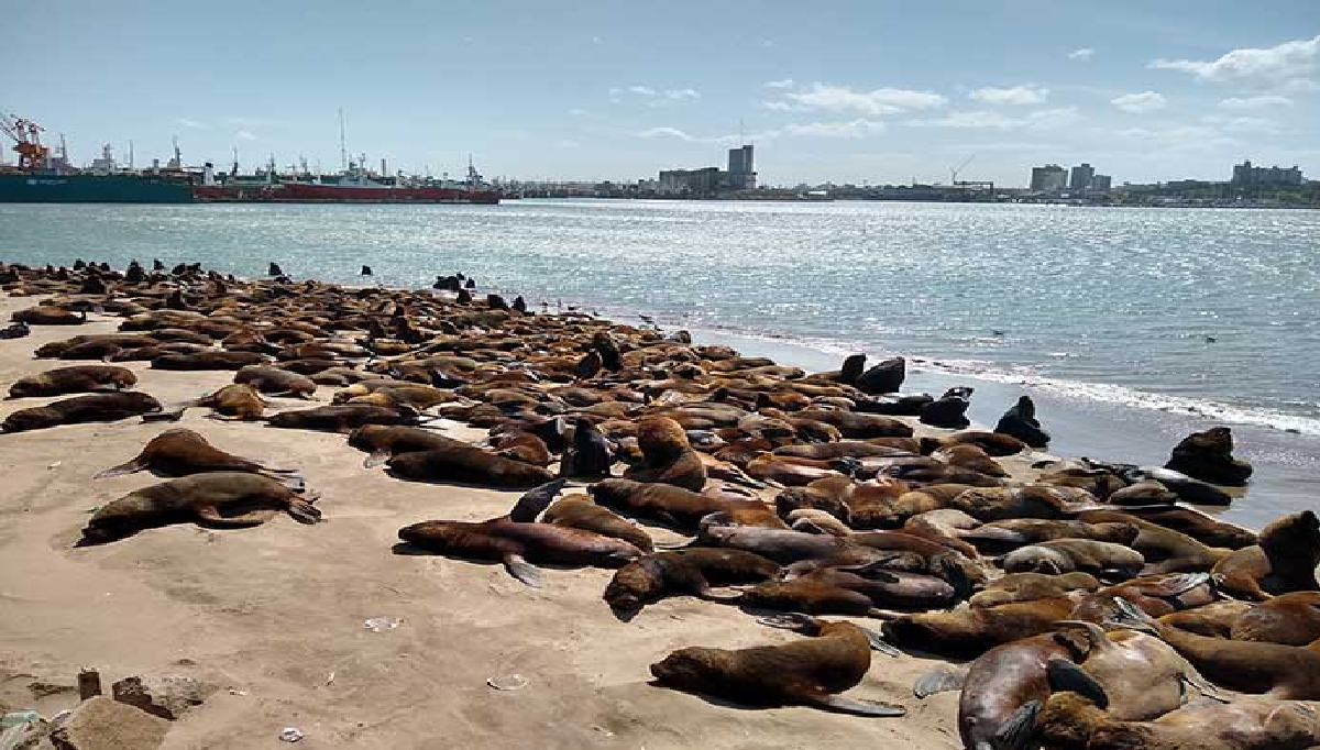 MAR DEL PLATA: LA GRIPE AVIAR LLEGÓ A LA COSTA